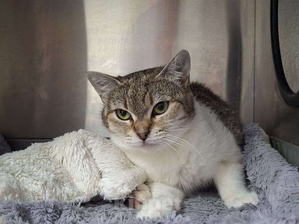 Кошки в Москве: особенная Фрейя в поисках дома Девочка, Бесплатно - фото 2