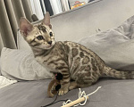 Кошки в Нижнем Новгороде: Бенгальский  снежный котенок Мальчик, 35 000 руб. - фото 1