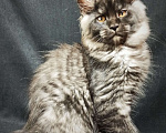 Кошки в Москве: Котик Мейн-кун Мальчик, 90 000 руб. - фото 2
