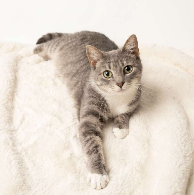 Кошки в Санкт-Петербурге: Кошка из приюта в добрые руки Девочка, Бесплатно - фото 2