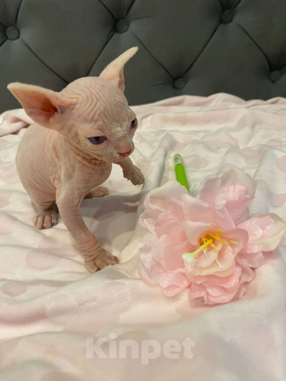 Кошки в Москве: Совершенно мистический и трогательный Мальчик, 55 000 руб. - фото 2