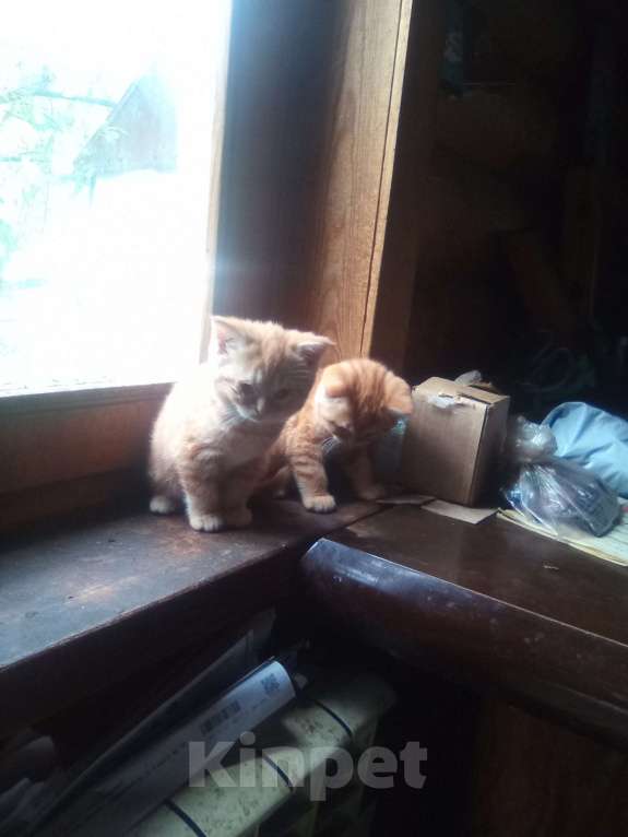 Кошки в других городах Московской области: Дачные котята Девочка, Бесплатно - фото 5