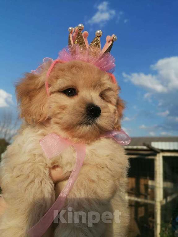 Собаки в Москве: Игрушечнные, милейшие мальтипушки разного возраста. Мальчик, 50 000 руб. - фото 2