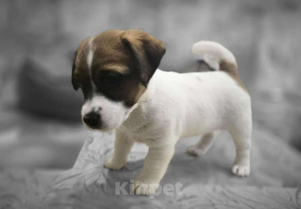 Собаки в Туле: Джек Рассел Терьер щенки Девочка, 55 000 руб. - фото 6