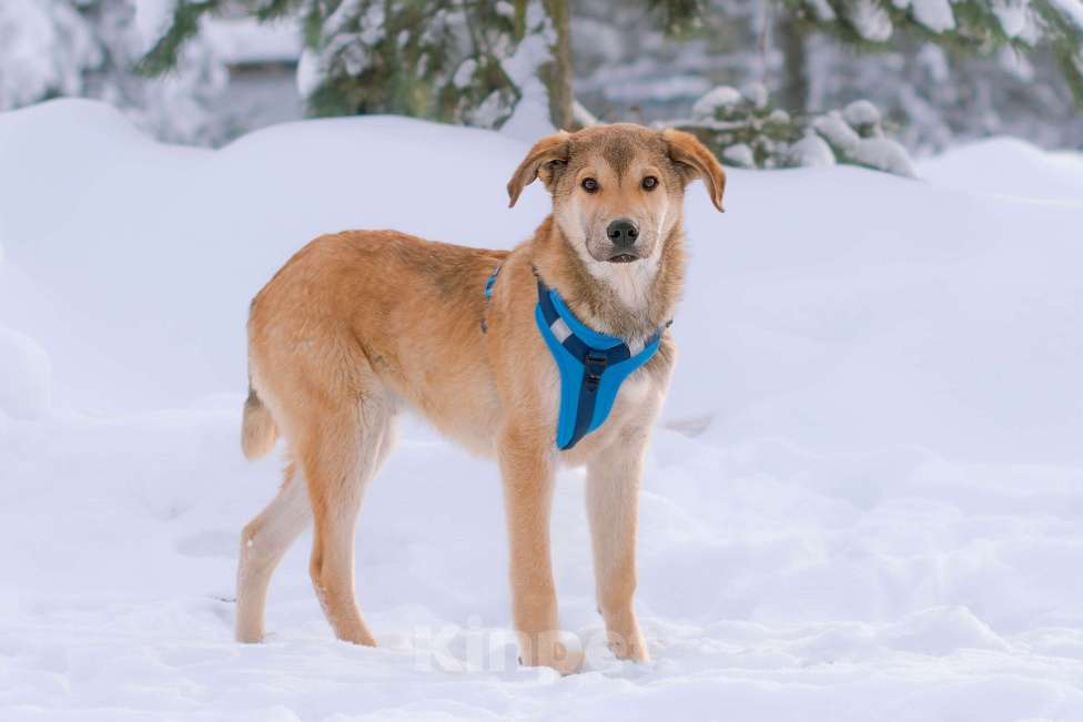 Собаки в Москве: Рыжий спокойный щенок Кавказ в добрые руки Мальчик, Бесплатно - фото 2