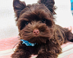 Собаки в Москве: Мальчик шоколадного Йорка Мальчик, 85 000 руб. - фото 4