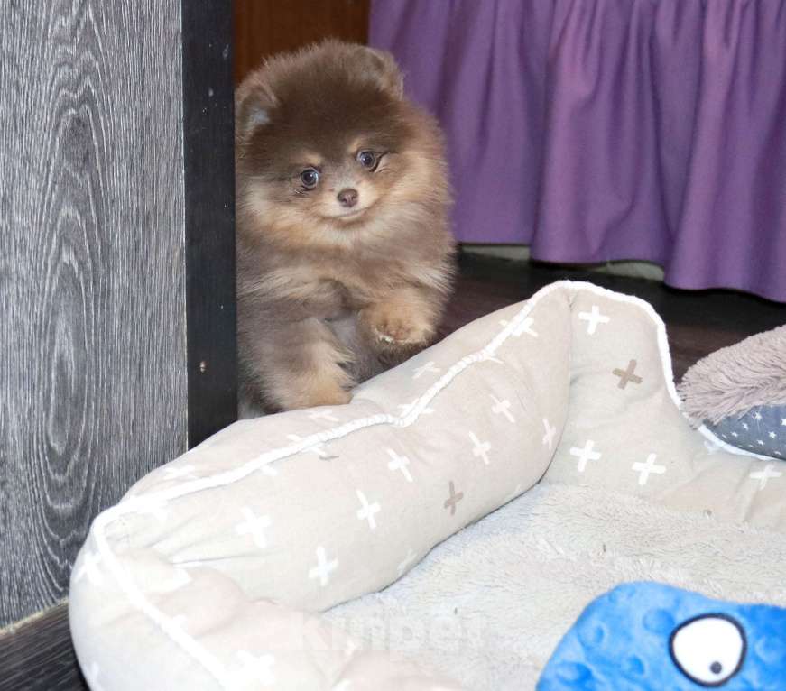 Собаки в Москве: Лиловая красотка ШПИЦА Девочка, 120 000 руб. - фото 3