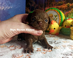 Собаки в Санкт-Петербурге: Жастин короткошерстный чихуахуа шоколадного окраса Мальчик, 50 000 руб. - фото 1