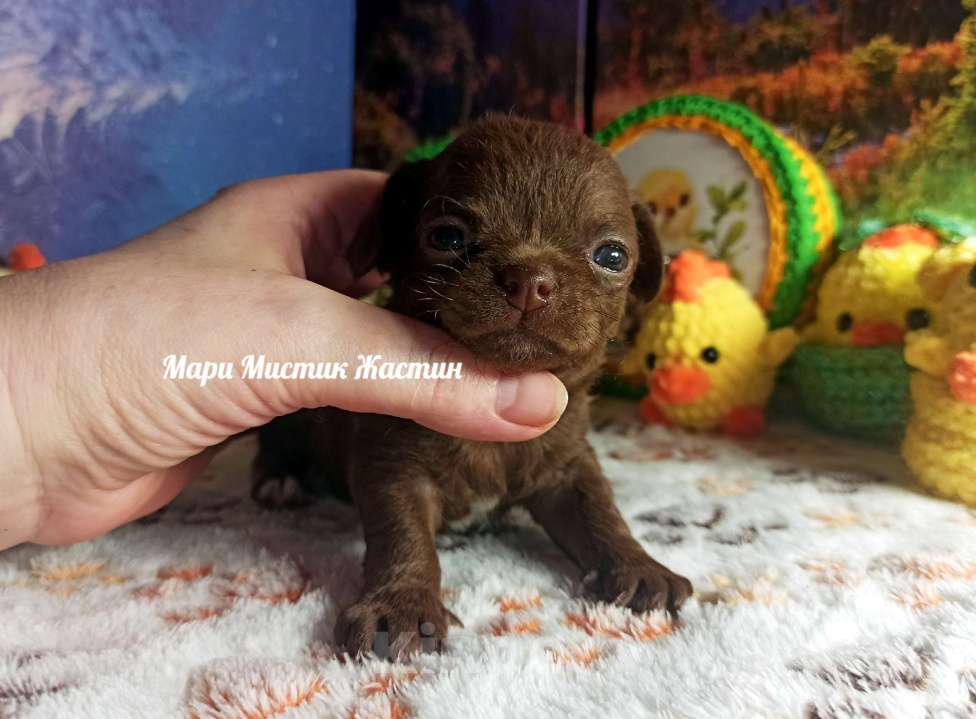 Собаки в Санкт-Петербурге: Жастин короткошерстный чихуахуа шоколадного окраса Мальчик, 50 000 руб. - фото 1