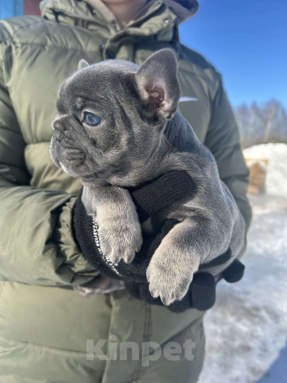Собаки в Москве: Французская булка 🥖 Девочка, 120 000 руб. - фото 2