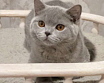 Кошки в Санкт-Петербурге: Британский клубный котенок (мальчик) Мальчик, Бесплатно - фото 2