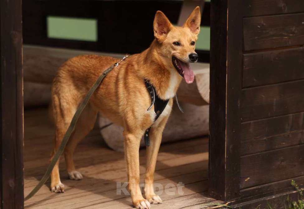 Собаки в Москве: Рыжая маленькая лисичка Фокси в добрые руки Девочка, 1 руб. - фото 3