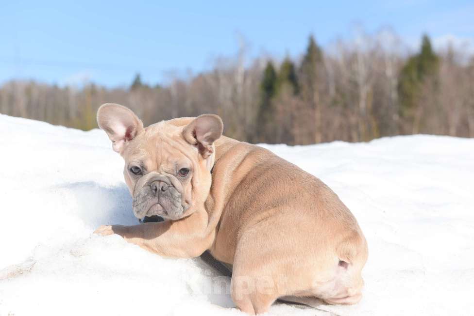 Собаки в Москве: Девочка, палевоголубая красотка Девочка, 65 000 руб. - фото 3