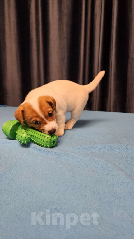 Собаки в Воронеже: Девочка Джек Рассел терьер Девочка, 25 000 руб. - фото 4