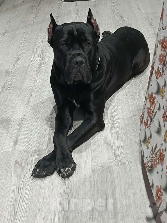 Собаки в Туле: Продам подрощенного щенка  Мальчик, Бесплатно - фото 2