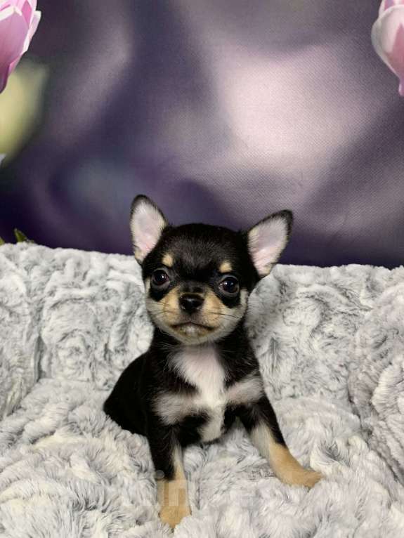 Собаки в Москве: Чихуахуа мальчик Мальчик, 69 000 руб. - фото 5
