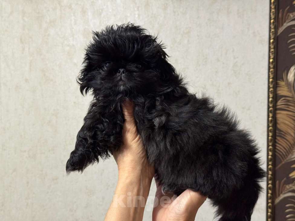 Собаки в Кургане: Щенок пекинеса Девочка, 20 000 руб. - фото 2