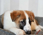 Собаки в Москве: Редкого окраса щенок Тимон ищет дом Мальчик, 10 руб. - фото 3