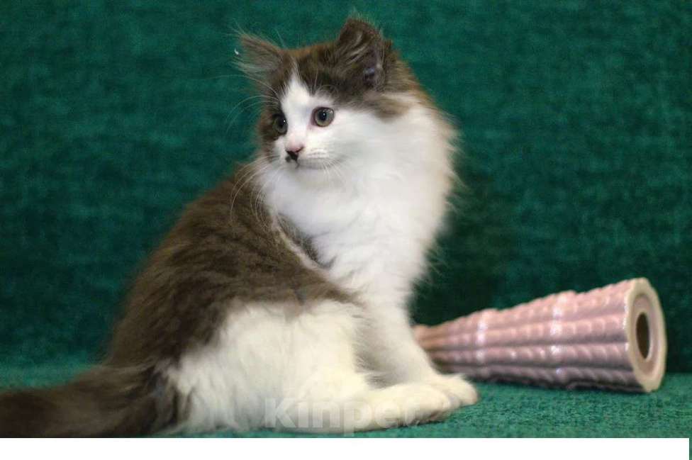 Кошки в Санкт-Петербурге: сибирский котенок с документами Мальчик, 30 000 руб. - фото 4