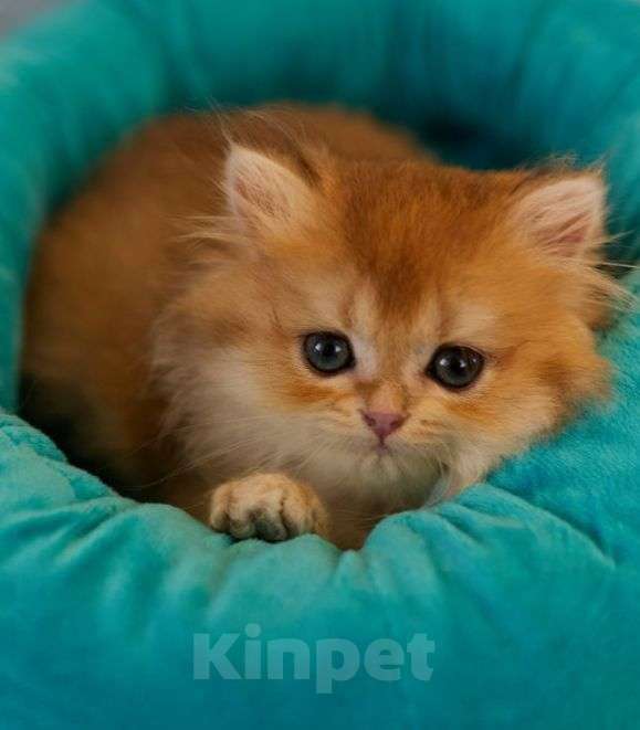 Кошки в Челябинске:  Британская золотая шиншилла ny 12 Девочка, 55 000 руб. - фото 2