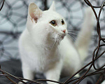Кошки в Усинске: Кошка белая, Бесплатно - фото 1