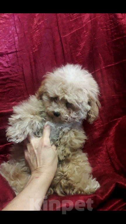 Собаки в Москве: Той пудели Мальчик, 33 000 руб. - фото 1
