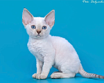 Кошки в Краснодаре: Беладжио  Мальчик, 45 000 руб. - фото 4