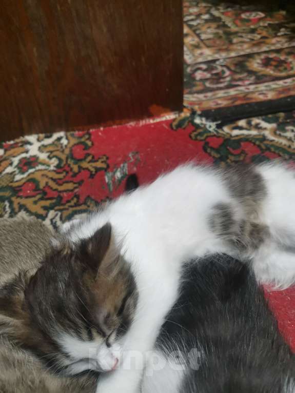 Кошки в Тольятти: Пушистик Мальчик, Бесплатно - фото 2