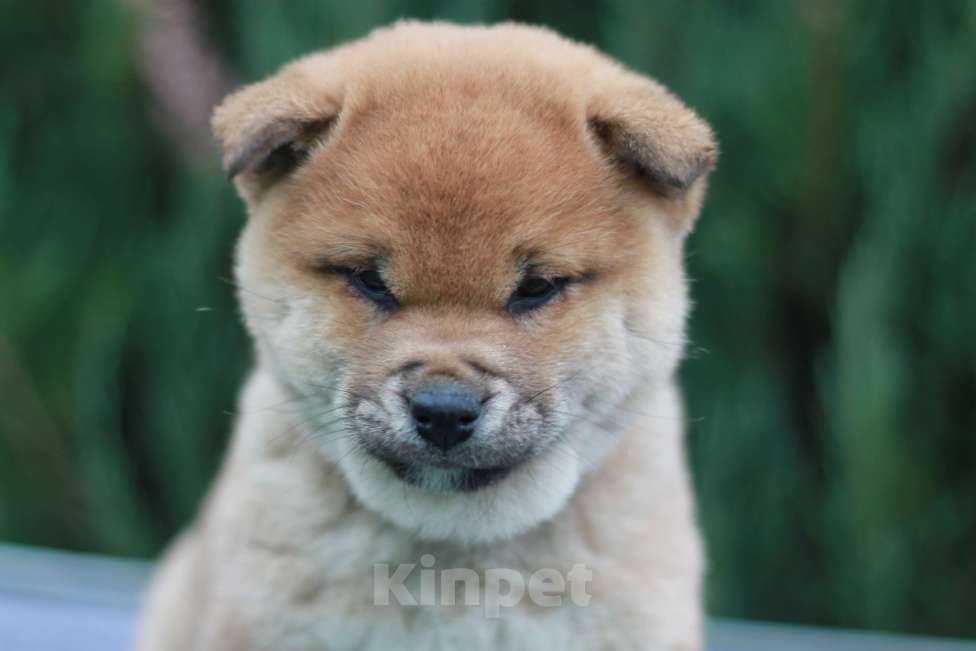 Собаки в Сергиеве Посаде: Сиба Ину девочка Девочка, 60 000 руб. - фото 5