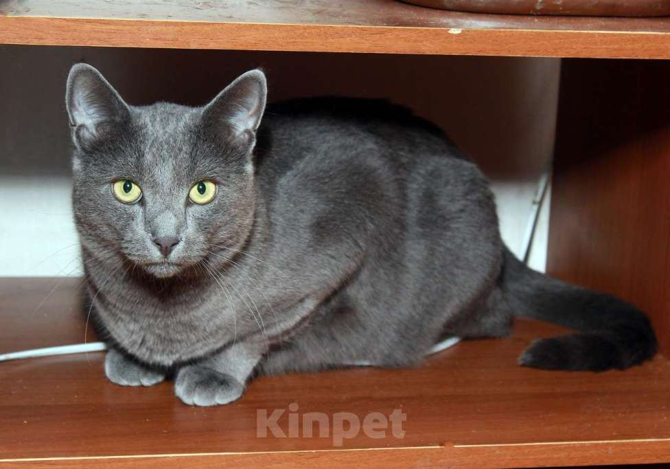 Кошки в Москве: Шерри, русская голубая.  Красавица кошечка в добрые руки. Девочка, Бесплатно - фото 5