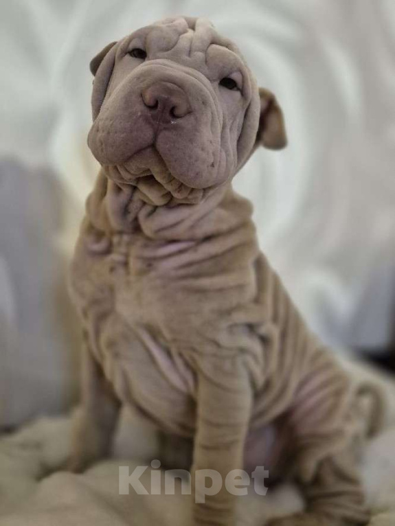 Собаки в Ростове-на-Дону: Щенок шарпея лиловый мальчик Мальчик, 25 000 руб. - фото 1