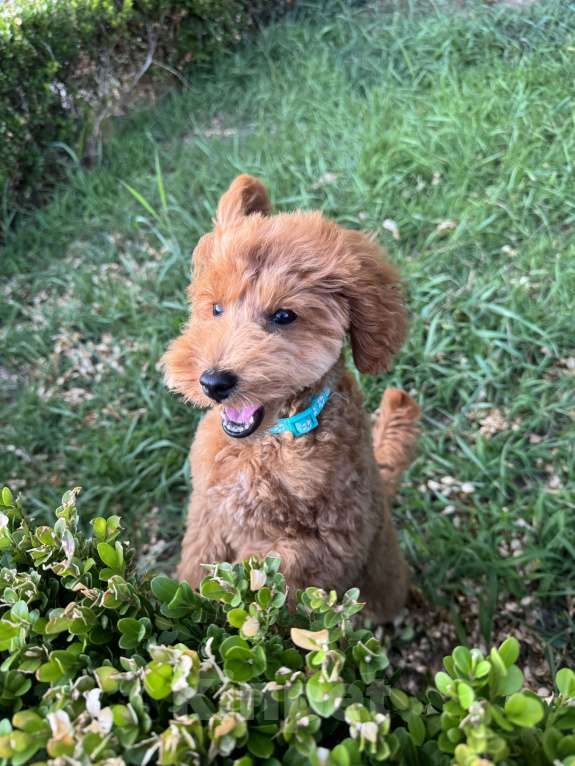 Собаки в Сочи: Той-пудель мальчик 5 месяцев Мальчик, 70 000 руб. - фото 2