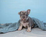 Собаки в Самаре: Щенок французского бульдога серый Мальчик, Бесплатно - фото 1