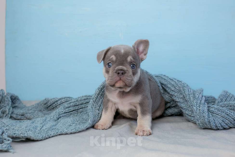 Собаки в Самаре: Щенок французского бульдога серый Мальчик, Бесплатно - фото 1