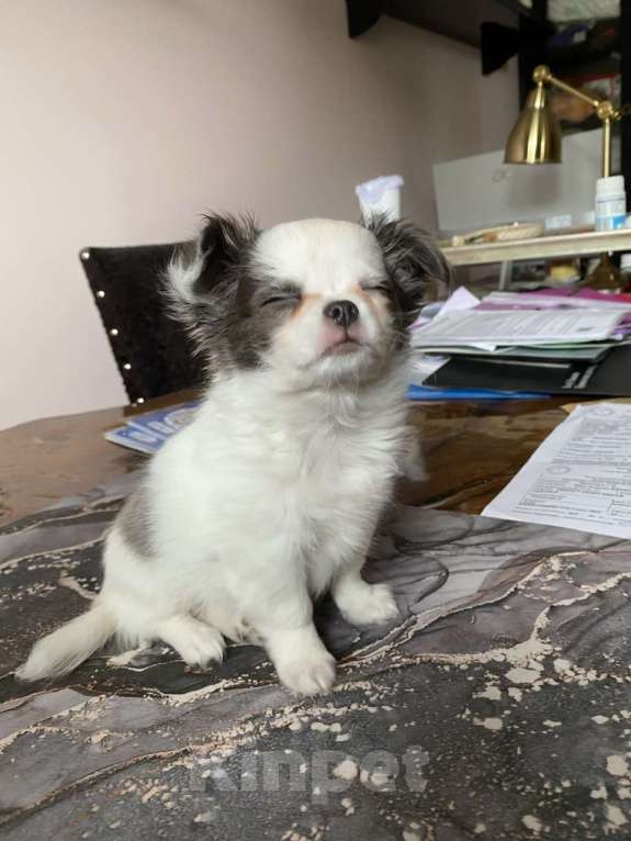 Собаки в других городах Московской области: Элитный щенок Чихуахуа из питомника Девочка, 80 000 руб. - фото 2