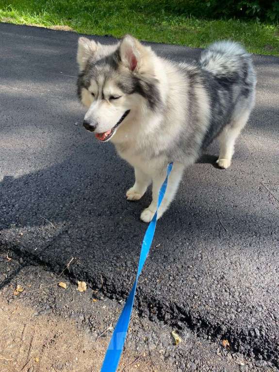 Собаки в Фрязино: Необыкновенный Барни маламут в дар Мальчик, Бесплатно - фото 2
