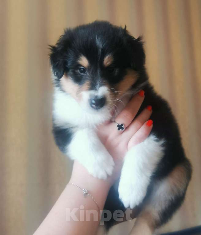 Собаки в Чебоксарах: Очаровательный парень колли Мальчик, 30 000 руб. - фото 4