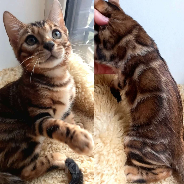 Кошки в Москве: Бенгальский мальчик Мальчик, 30 000 руб. - фото 1