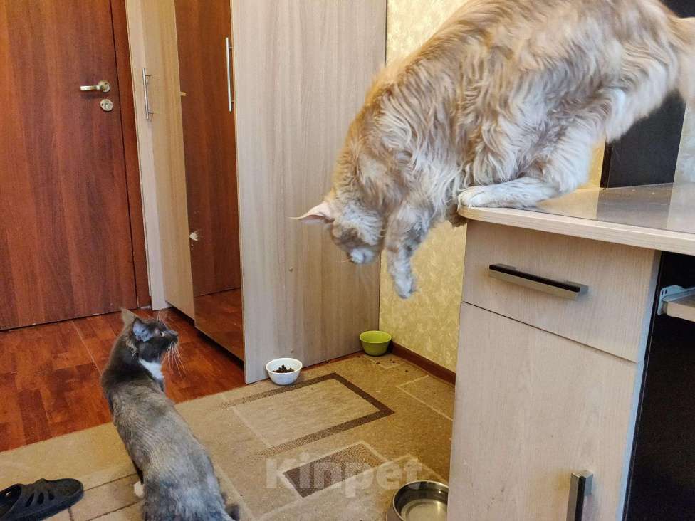 Кошки в Москве: Опытный кот мейн-кун.Вязка, 5 000 руб. - фото 1