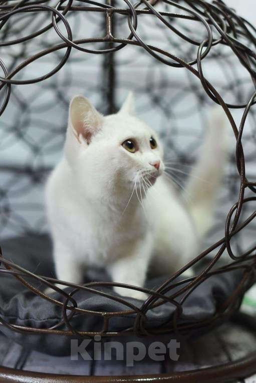 Кошки в Усинске: Кошка белая, Бесплатно - фото 1