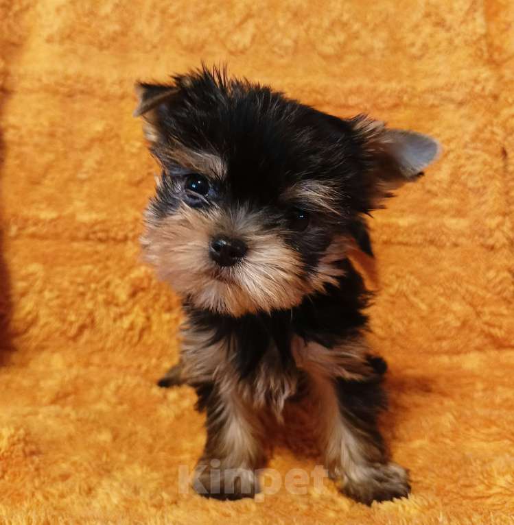 Собаки в Москве: Щенок Мальчик, 35 000 руб. - фото 1