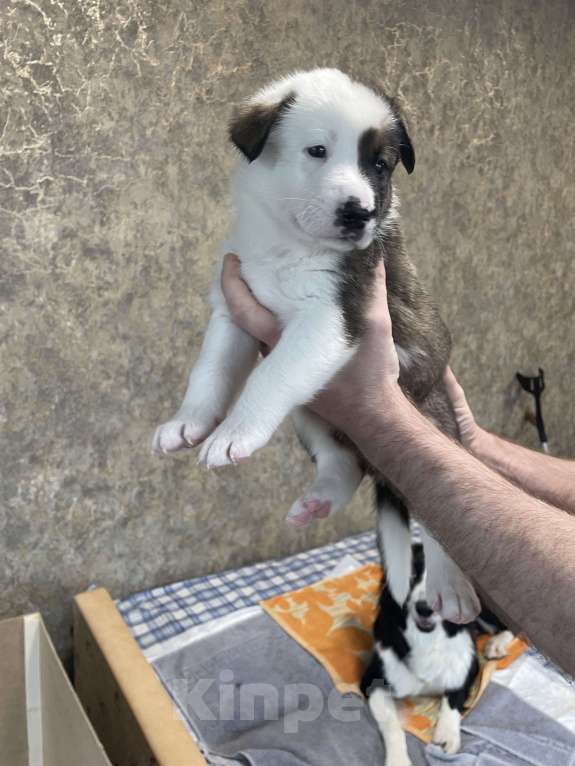Собаки в других городах Московской области: Метис бордер колли Мальчик, 100 руб. - фото 2