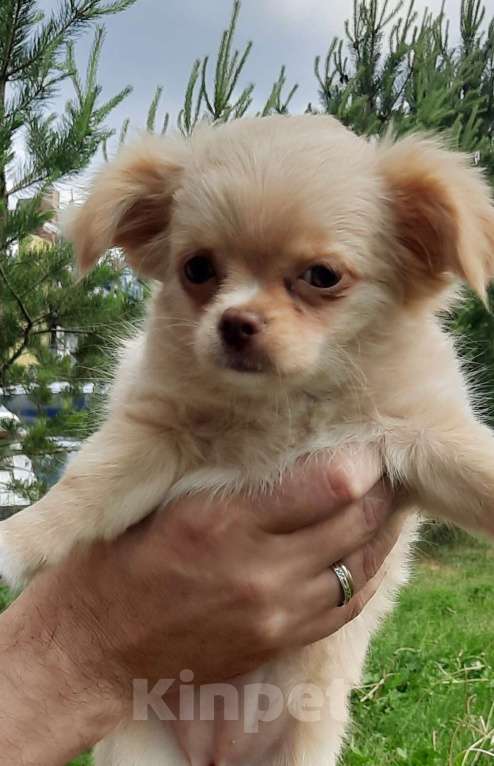 Собаки в Казани: Продаю щенка Девочка, 30 000 руб. - фото 4