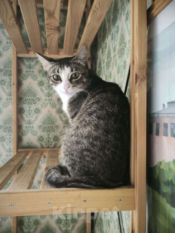 Кошки в Москве: Миниатюрная Саманта 8 месяцев очень хочет домой.  Девочка, Бесплатно - фото 3