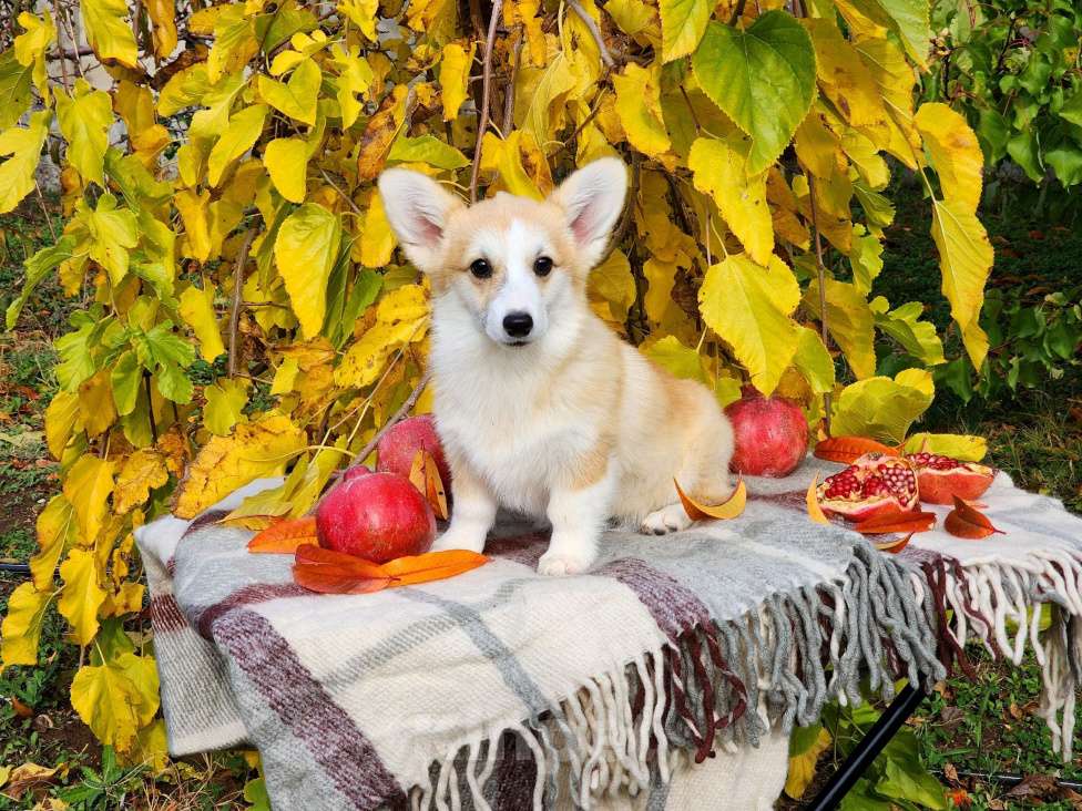 Собаки в Севастополе: Щенки корги элитные Девочка, 50 000 руб. - фото 3