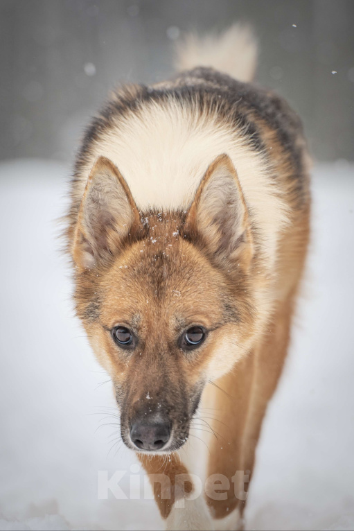 Собаки в Клине: Кешью — трепетная девочка скучает в приюте без своего человека Девочка, Бесплатно - фото 3