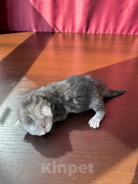 Кошки в Санкт-Петербурге: Мейн-кун котенок Девочка, 35 000 руб. - фото 1