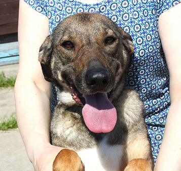 Ласковая, добрая, жизнерадостная, умненькая собака Стеша ищет дом и семью 