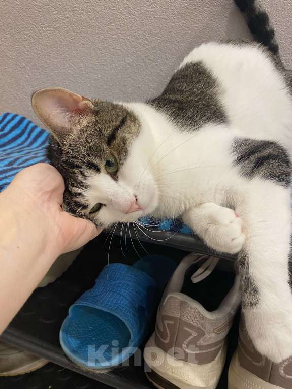 Кошки в Реутове: Взрослый кот в добрые руки Мальчик, Бесплатно - фото 6