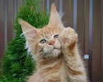 Кошки в Мытищах: Котята Мейн-кун Мальчики Мальчик, 40 000 руб. - фото 1